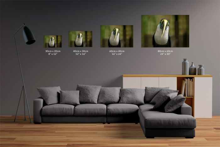 Canvas Print Toucan Portrait Close Up Size Guide