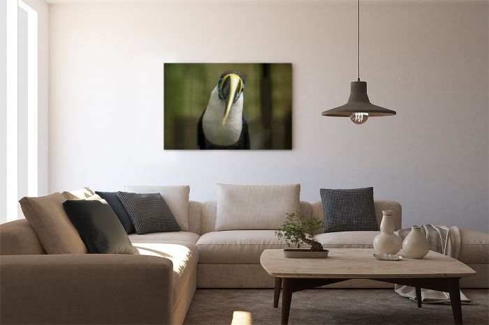 Canvas Print Toucan Portrait Close Up on a Wall
