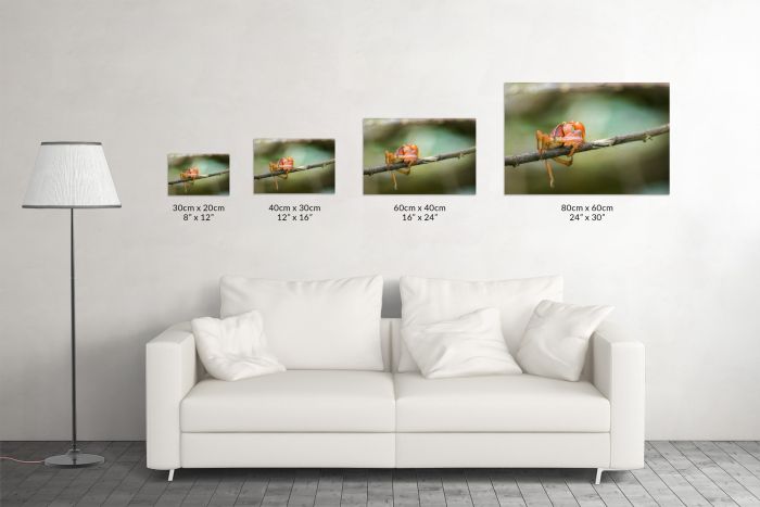 Canvas Print Walking Fine Lines Size Guide