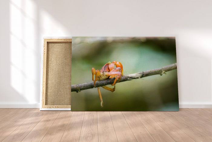 Canvas Print Walking Fine Lines on a Canvas