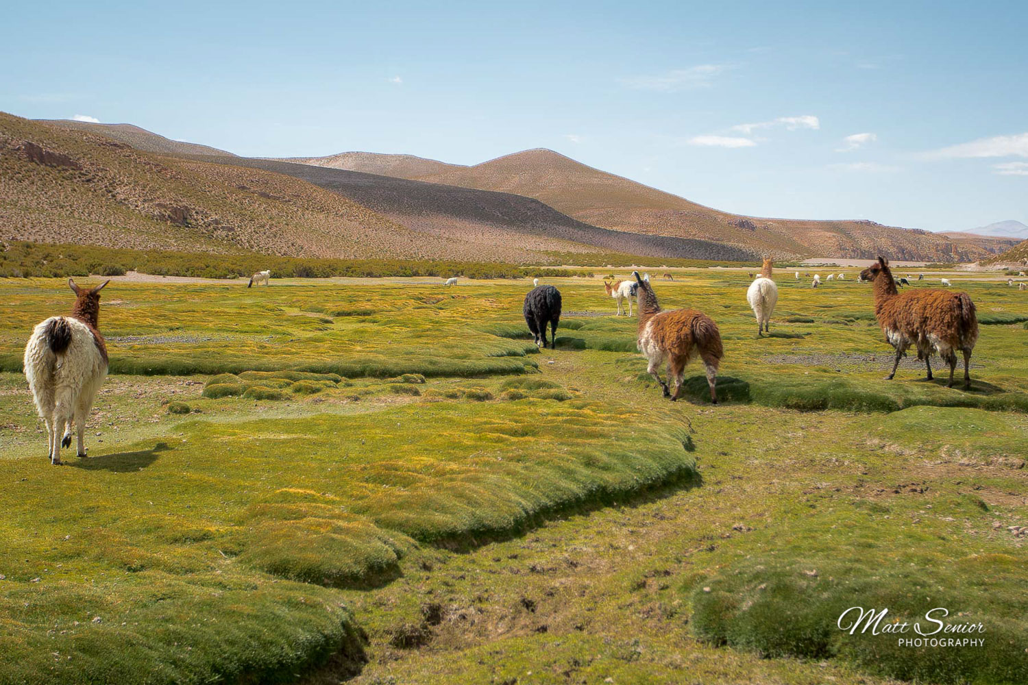 Canvas Print Wandering Llamas
