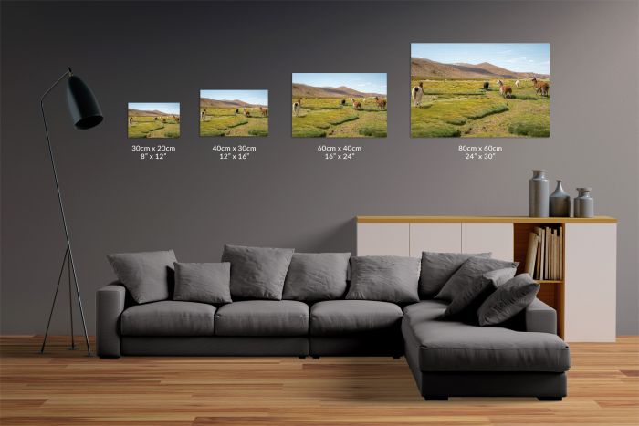 Canvas Print Wandering Llamas Size Guide