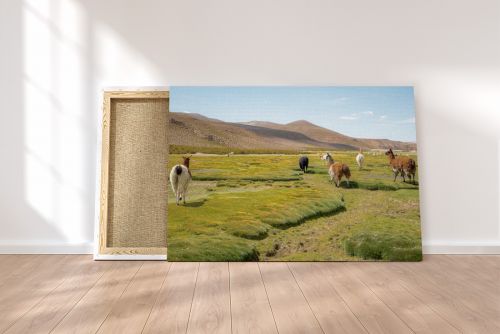 Canvas Print Wandering Llamas on a Canvas