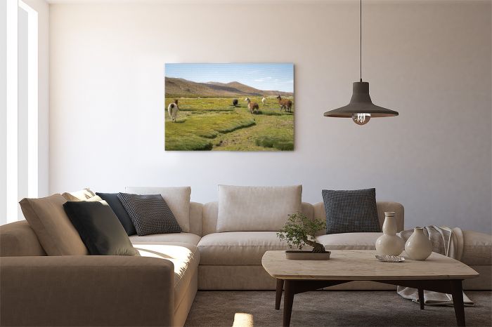 Canvas Print Wandering Llamas on a Wall