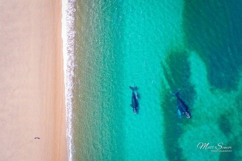 Drone Aerial Whales Beach Argentina Patagonia Travel Photography Canvas Print