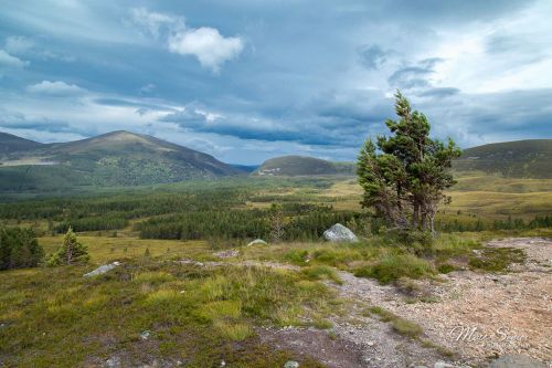Canvas Print Windy Cairngorms Scotland