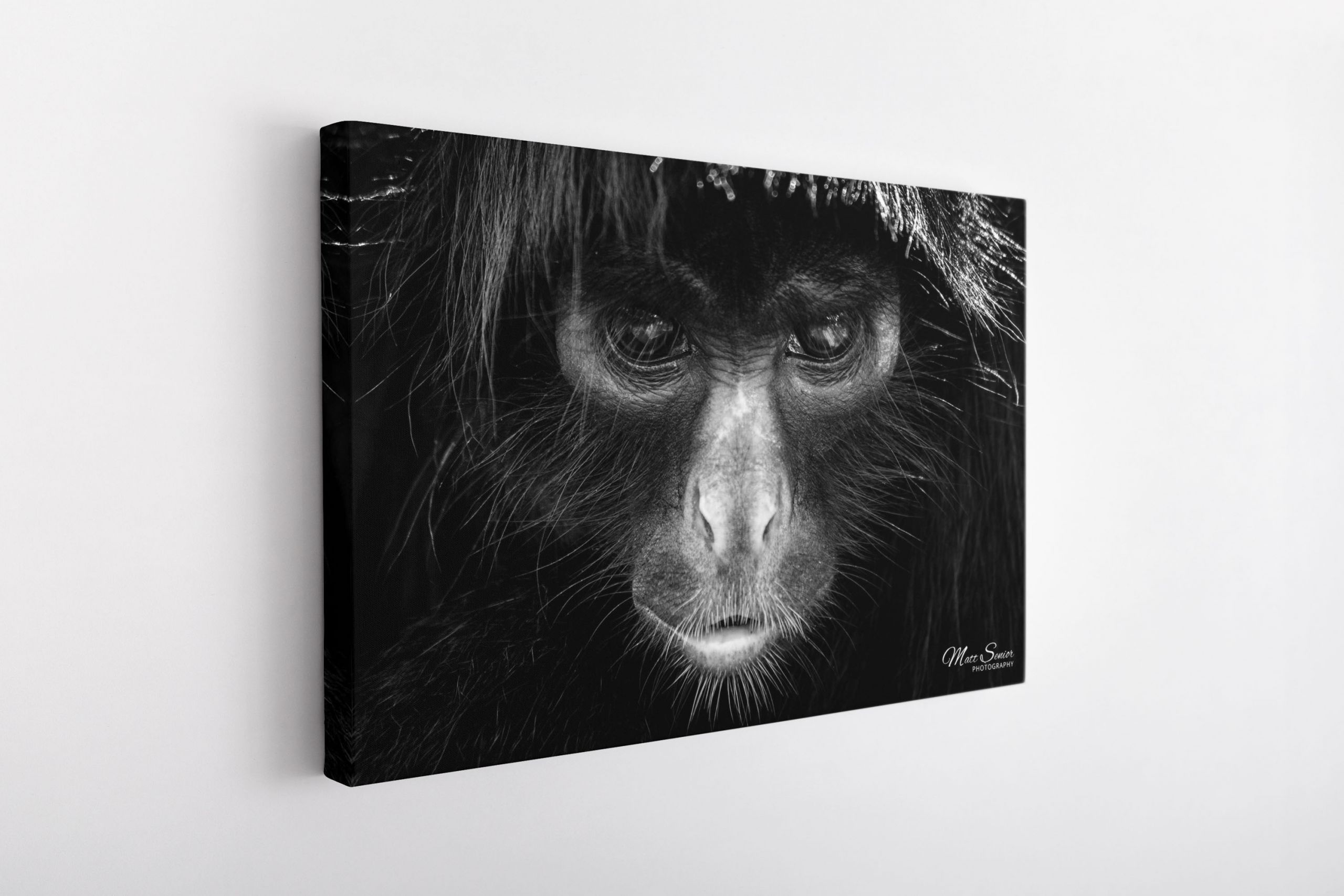 Amazon Spider Monkey Portrait Peru Black and White Travel Photography Canvas Print