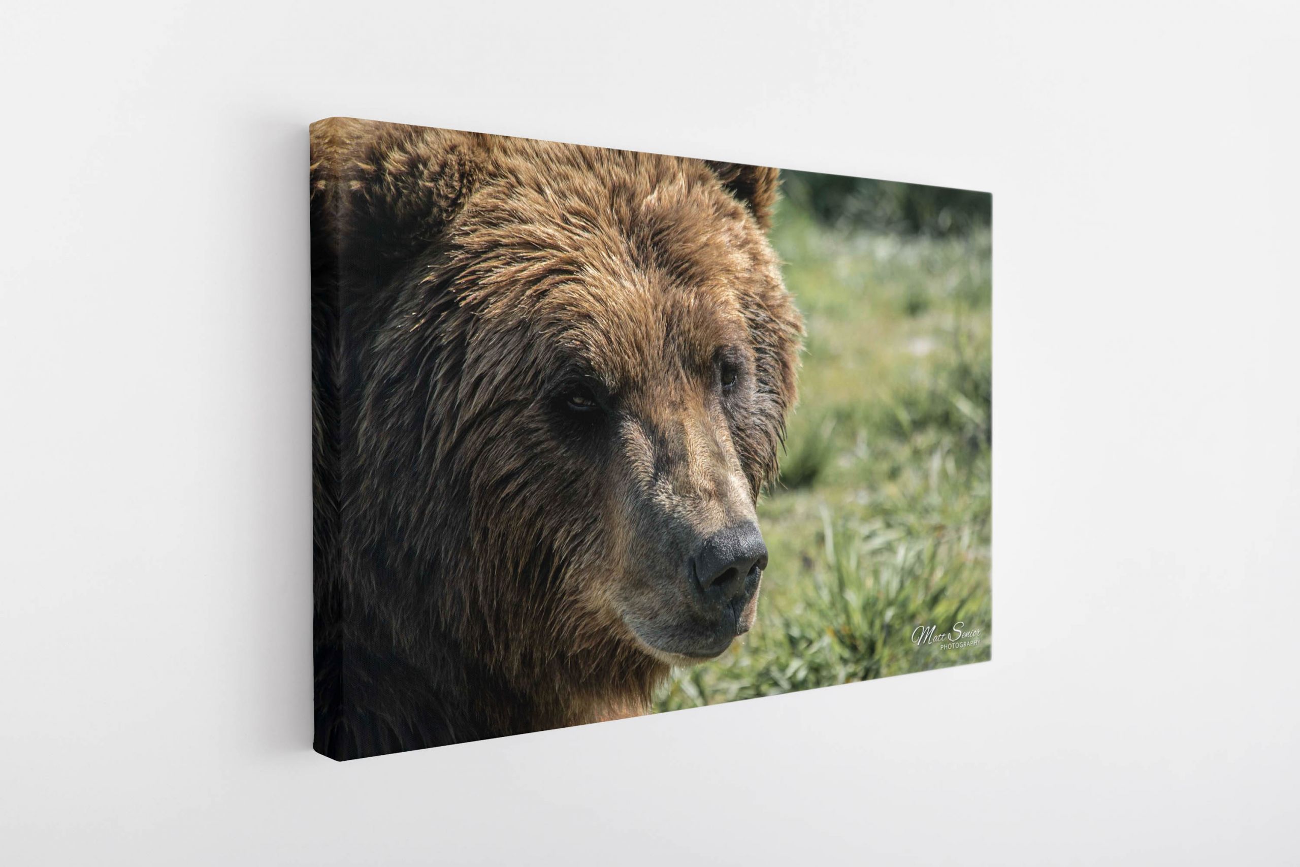 Brown Bear Portrait Alaska Travel Photography Canvas Print