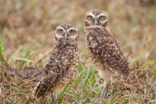 Matt Senior Photography Shop Canvas Print Burrowing Owls