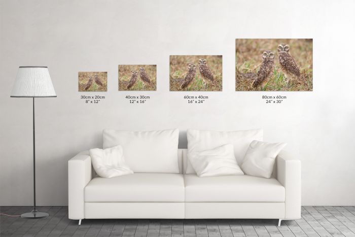 Matt Senior Photography Shop Canvas Print Burrowing Owls Size Guide