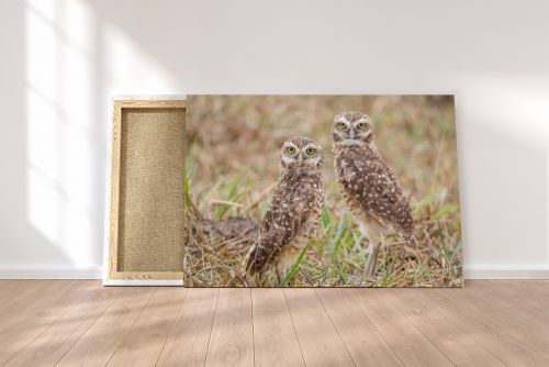 Matt Senior Photography Shop Canvas Print Burrowing Owls on a Canvas