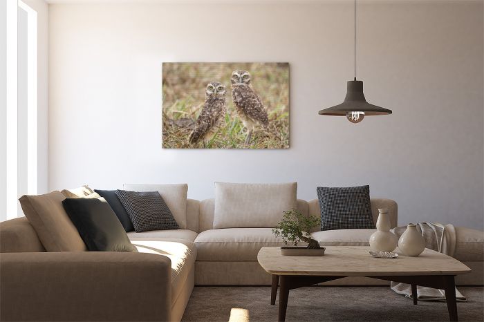 Matt Senior Photography Shop Canvas Print Burrowing Owls on a Wall