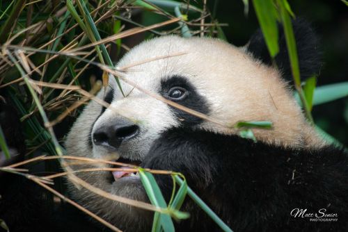 Matt Senior Photography Shop Canvas Print Hungry Panda