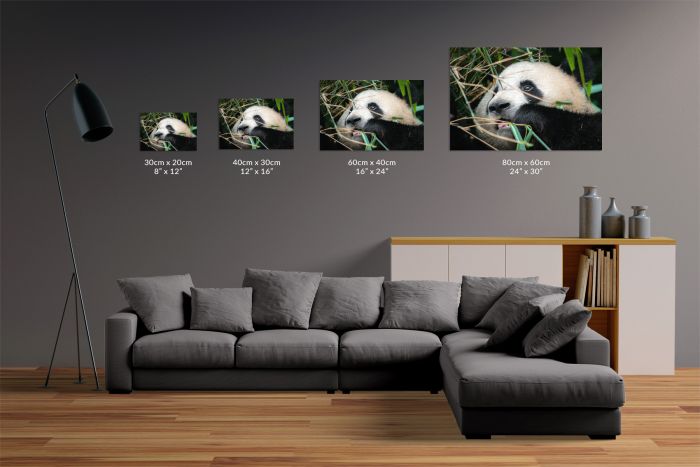 Matt Senior Photography Shop Canvas Print Hungry Panda Size Guide