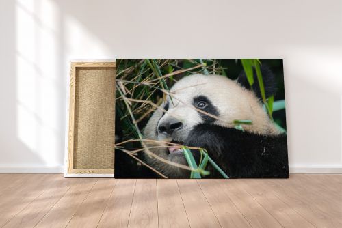 Matt Senior Photography Shop Canvas Print Hungry Panda on a Canvas