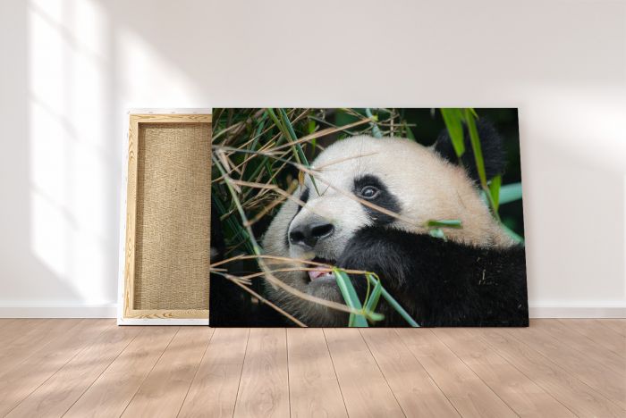 Matt Senior Photography Shop Canvas Print Hungry Panda on a Canvas