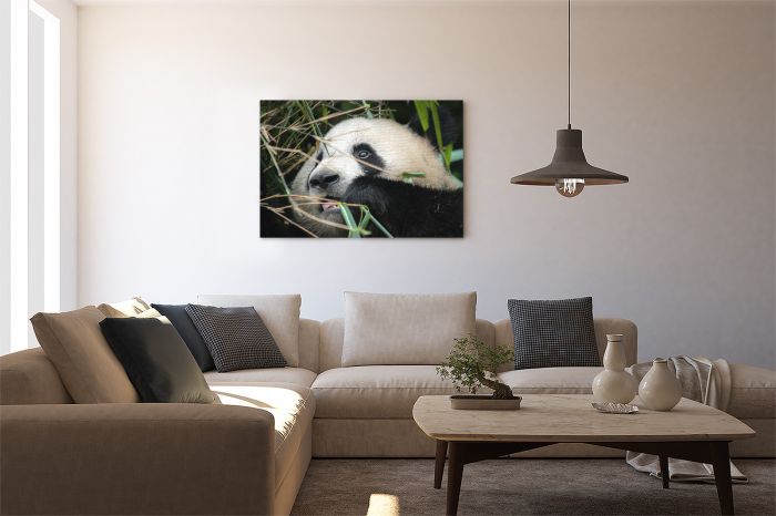 Matt Senior Photography Shop Canvas Print Hungry Panda on a Wall