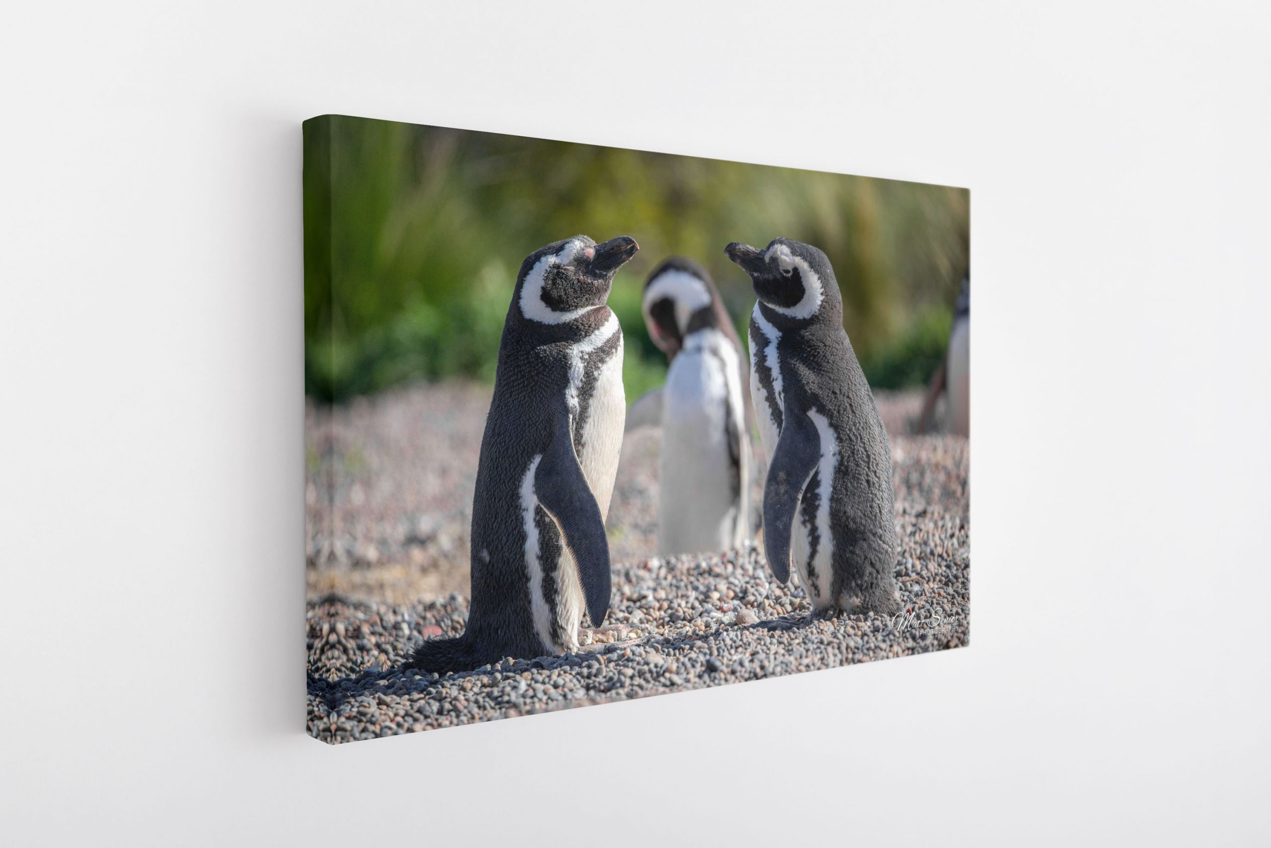 Magellanic Penguins Punta Tomba Argentina Travel Photography Canvas Print