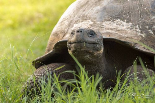 Matt Senior Photography Shop Canvas Print Galapagos Tortoise