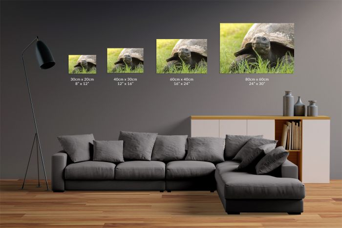 Matt Senior Photography Shop Canvas Print Galapagos Tortoise Size Guide