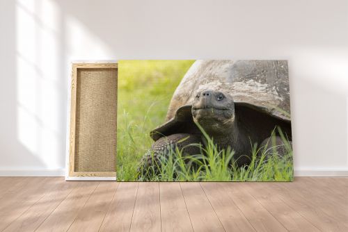 Matt Senior Photography Shop Canvas Print Galapagos Tortoise on a Canvas