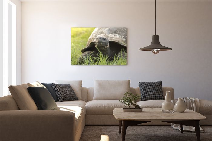 Matt Senior Photography Shop Canvas Print Galapagos Tortoise on a Wall