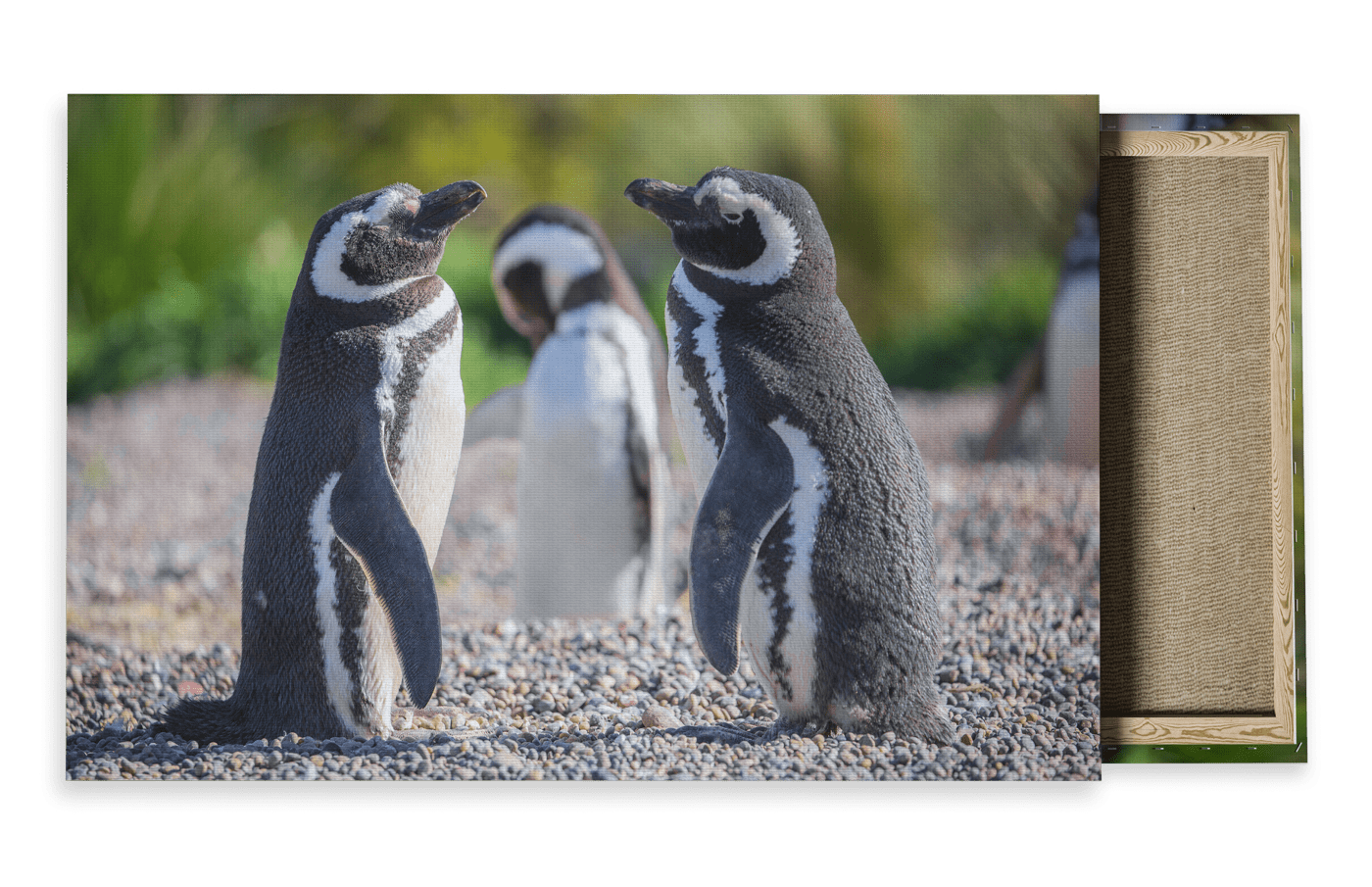 Wildlife Travel Photography Canvas For Sale
