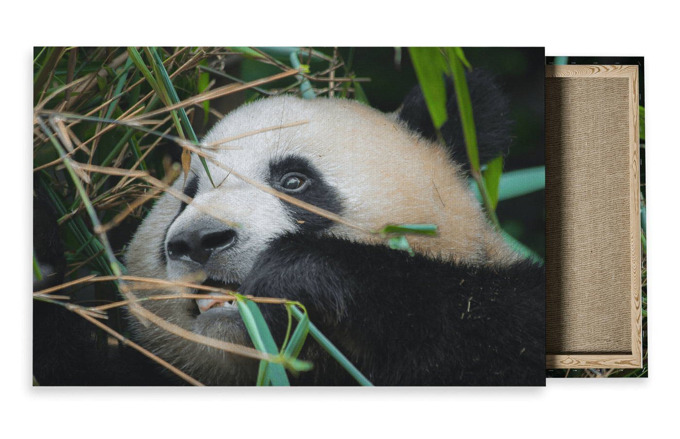 Wildlife Travel Photography Canvas For Sale
