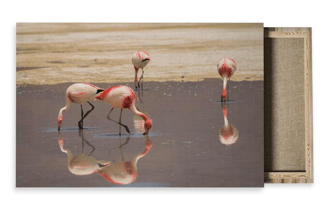 Wildlife Travel Photography Canvas For Sale