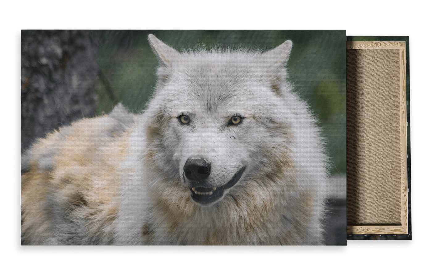Wildlife Travel Photography Canvas For Sale
