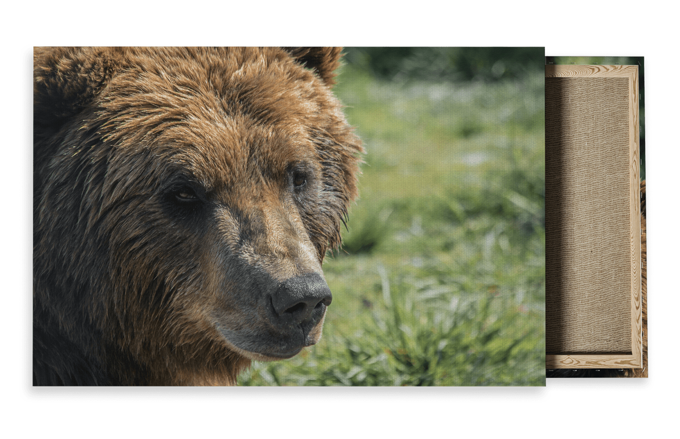 Wildlife Travel Photography Canvas For Sale