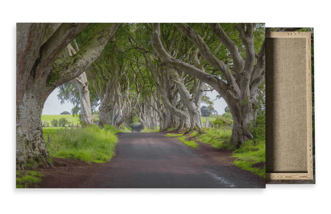 Wildlife Travel Photography Canvas For Sale